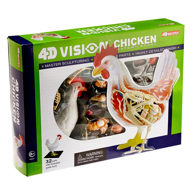 Tedco 4D Vision Chicken Anatomy Model 
