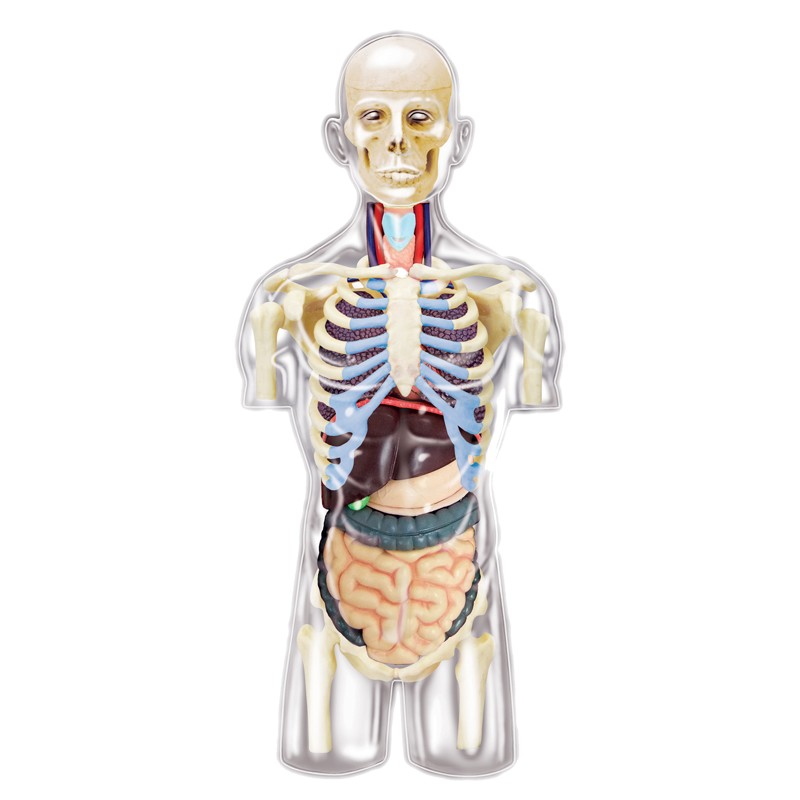 26068 4D Transparent Human Torso Anatomy Model