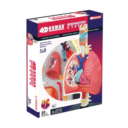 26082 4D Human Respiratory System Anatomy Model