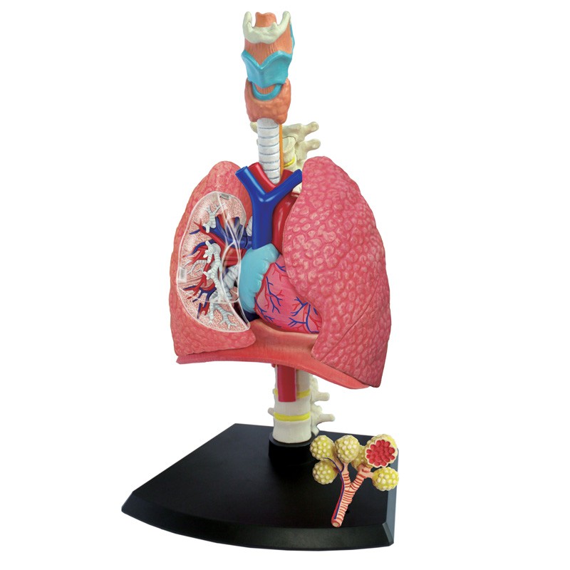 26082 4D Human Respiratory System Anatomy Model