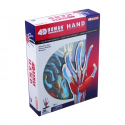 26057 4D Human Hand Anatomy...